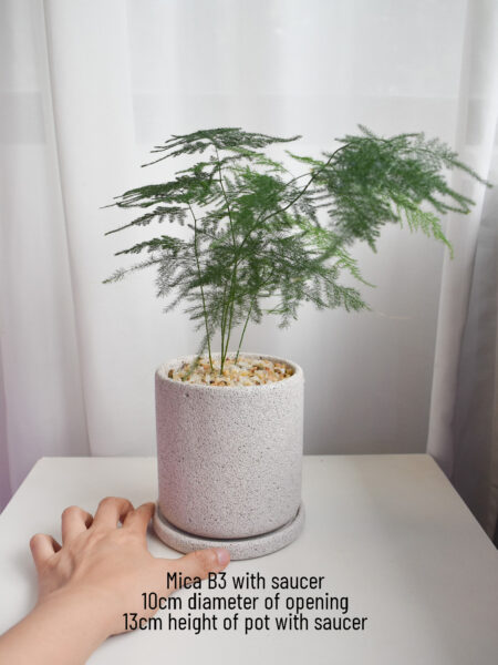 Asparagus Fern in Mica (big, delivery by car) - Image 2