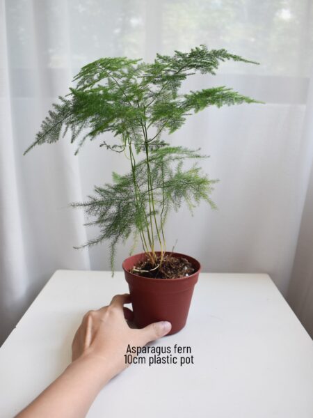 Asparagus fern (big, ship by car) - Image 3