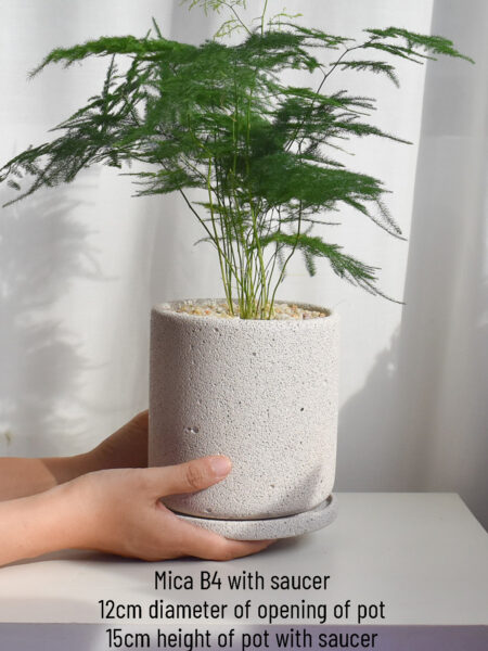 Asparagus Fern in Mica (big, delivery by car) - Image 3
