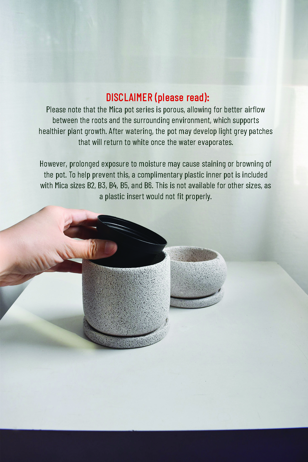 Leucaena leucocephala in Mica - Image 5