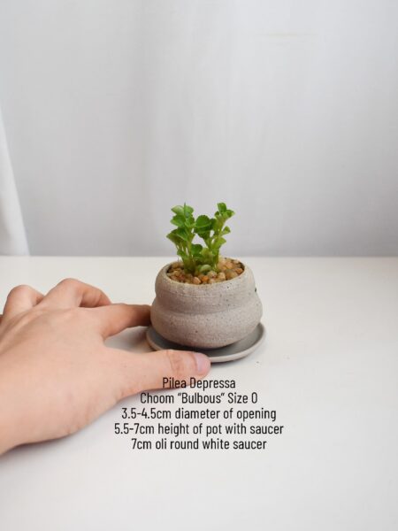 Pilea Depressa in Choom - Image 2