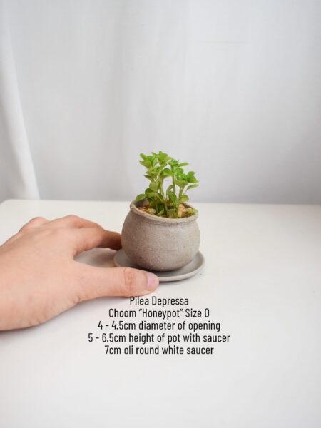 Pilea Depressa in Choom - Image 3