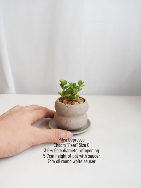 Pilea Depressa in Choom - Image 4