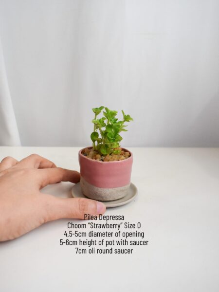 Pilea Depressa in Choom - Image 5