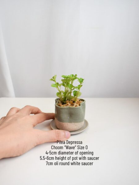 Pilea Depressa in Choom - Image 6