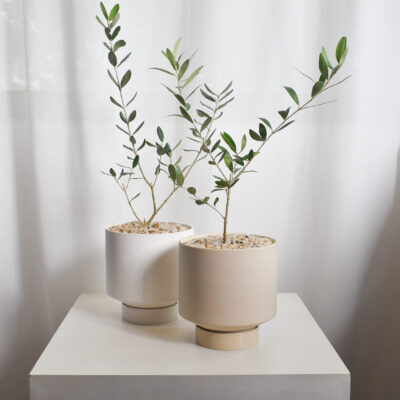 Olive trees (Olea Europaea) in Chalk (big, can only be delivered by car)