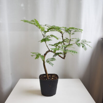 Everfresh tree size 4/5 (WIRED STEM)
