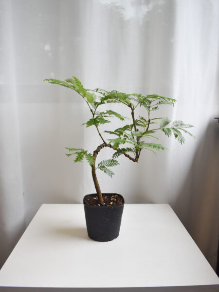 Everfresh tree size 4/5 (WIRED STEM)