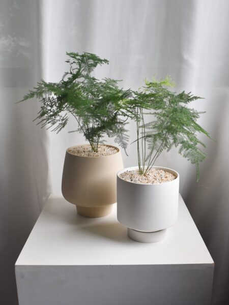 Asparagus Fern in Chalk (big, can only be delivered by car)