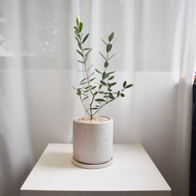 Olive Tree (Olea Europaea) in Mica (Big, can only be delivered by car)