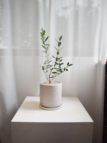 Olive Tree (Olea Europaea) in Mica (Big, can only be delivered by car)
