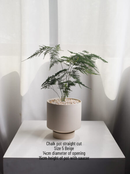 Asparagus Fern in Chalk (big, can only be delivered by car) - Image 2