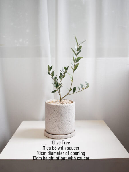 Olive Tree (Olea Europaea) in Mica (Big, can only be delivered by car) - Image 2