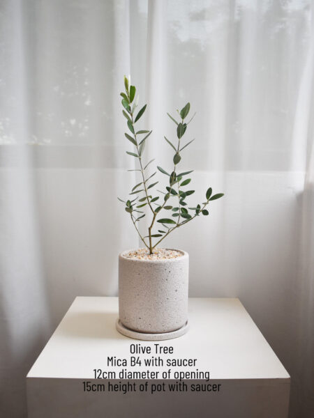 Olive Tree (Olea Europaea) in Mica (Big, can only be delivered by car) - Image 3