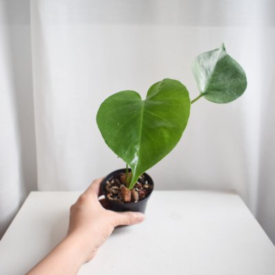 Monstera Deliciosa