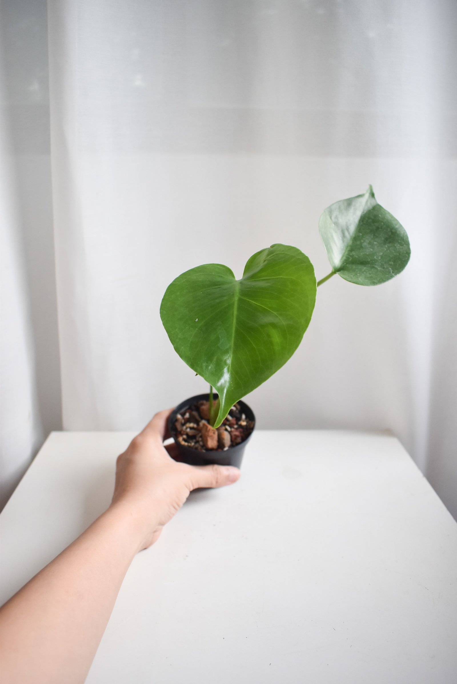 Monstera Deliciosa