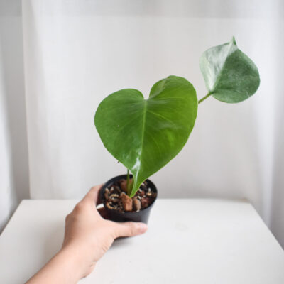 Monstera Deliciosa