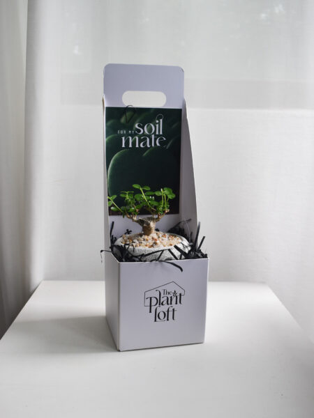 Gift Set - T-trunk bonsai (in Mica D2 with saucer) - Image 6