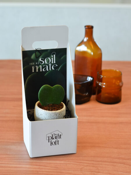 Hoya Kerrii in Mica E1T with saucer - Vday Gift Set - Image 2