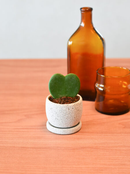 Hoya Kerrii in Mica E1T with saucer - Vday Gift Set - Image 3