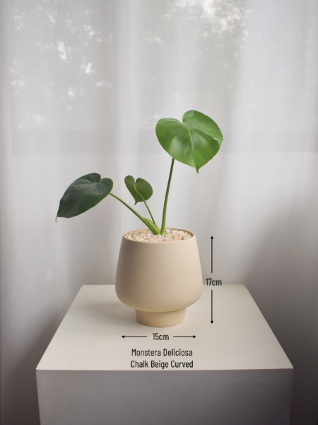 Monstera Deliciosa in Chalk - Image 2