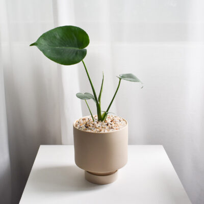 Monstera Deliciosa in Chalk
