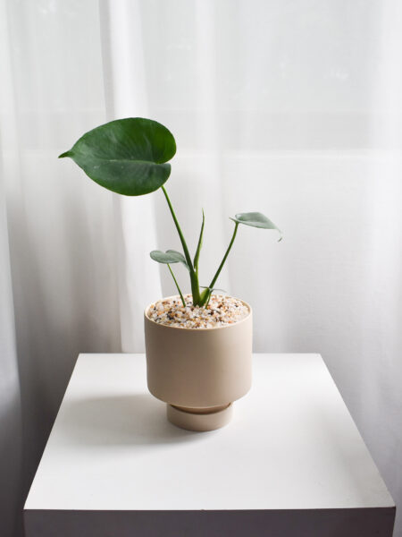Monstera Deliciosa in Chalk