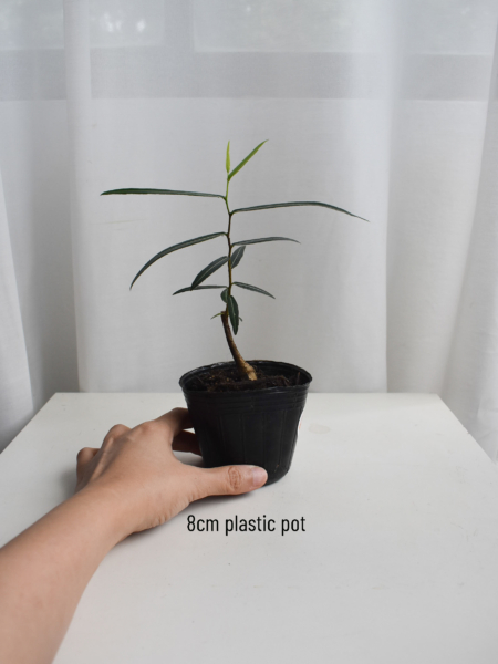 Japanese bottletree - Image 2