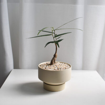 Japanese Bottletree in Chalk