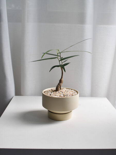 Japanese Bottletree in Chalk