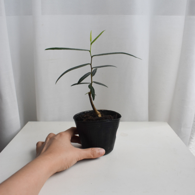 Japanese bottletree