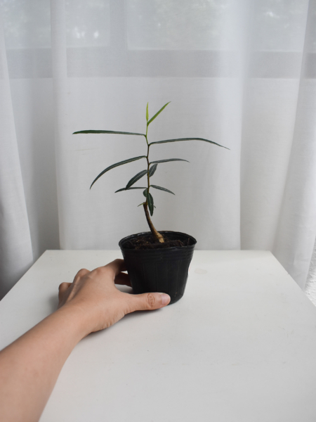 Japanese bottletree