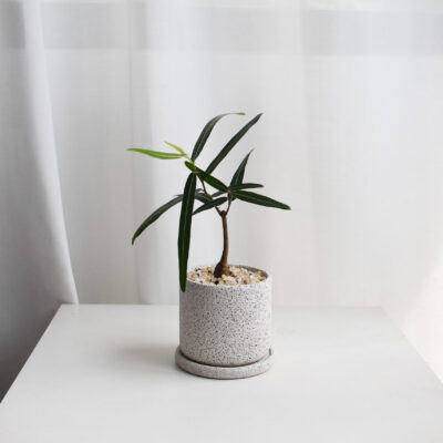 Japanese Bottletree in Mica