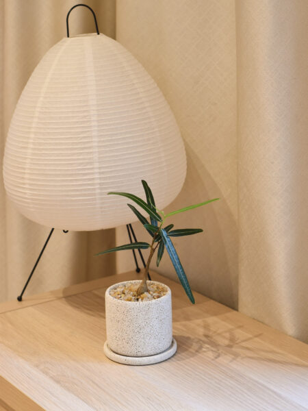 Japanese Bottletree in Mica - Image 3