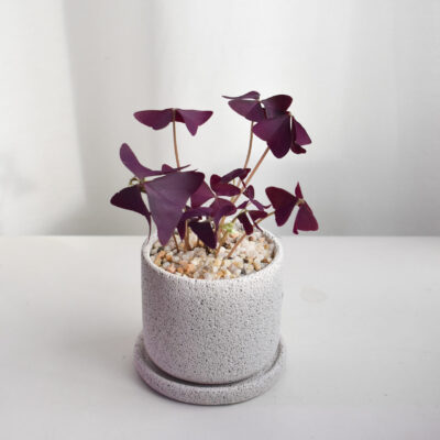 Triangularis Oxalis in Mica B2 with saucer