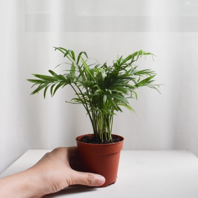 Parlor Palm