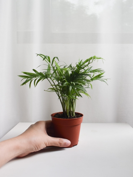 Parlor Palm