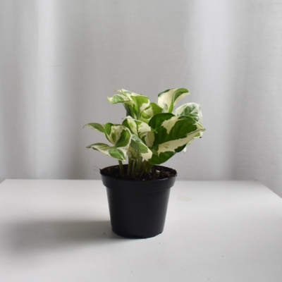 Golden Pothos
