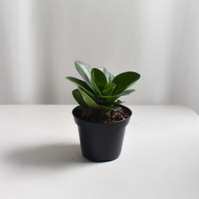 Peperomia Jade