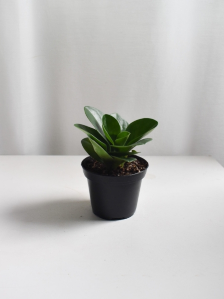 Peperomia Jade
