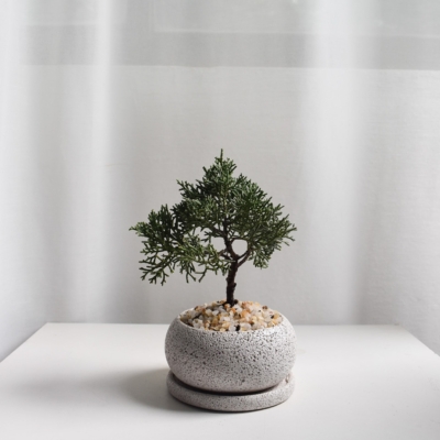 Shimpaku bonsai in Mica