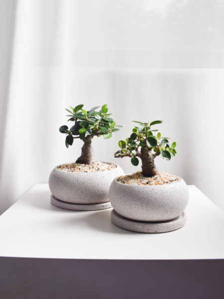 Bonsai - Ficus Annulata Thick Trunk in Mica