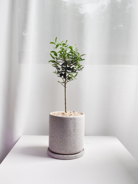 Olive Tree (Olea Sylvestris) in Mica