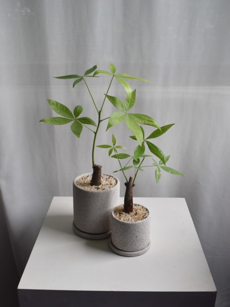 Pachira Aquatica (non-variegated) in Mica