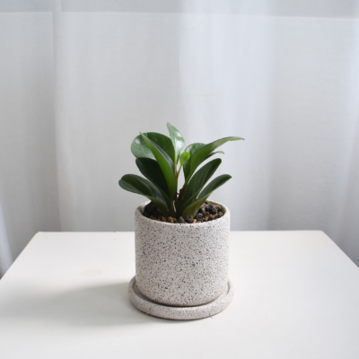 Peperomia Jade in Mica B2 with saucer