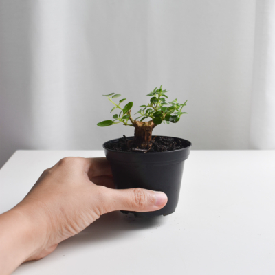 Ficus Annulata "T trunk" bonsai