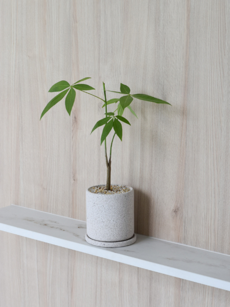 Pachira Aquatica (non-variegated) in Mica - Image 6