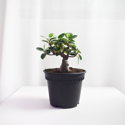 Ficus Annulata "Thick trunk" bonsai