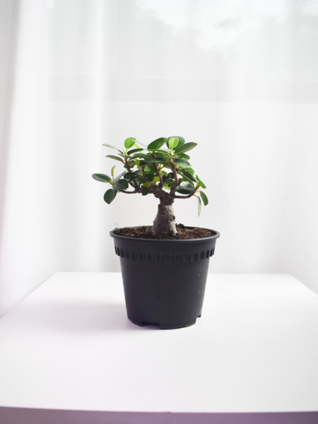 Ficus Annulata "Thick trunk" bonsai