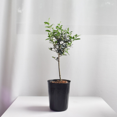 Olive tree (Olea Sylvestris)